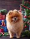 Pomeranian dog in christmas hat with christmas decorations on dark wooden background. The year of the dog. New year dog. Beautiful Royalty Free Stock Photo