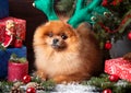 Pomeranian dog in christmas hat with christmas decorations on dark wooden background. The year of the dog. New year dog. Beautiful Royalty Free Stock Photo