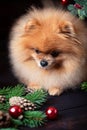 Pomeranian dog in christmas hat with christmas decorations on dark wooden background. The year of the dog. New year dog. Beautiful Royalty Free Stock Photo