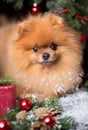 Pomeranian dog in christmas hat with christmas decorations on dark wooden background. The year of the dog. New year dog. Beautiful Royalty Free Stock Photo