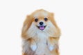 Pomeranian dog,close up portrait pomeranian dog small isolation on white background, small dog of a breed with long silky hair