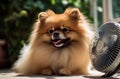 Pomeranian dog cooling off. Generate ai Royalty Free Stock Photo
