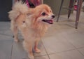 Pomeranian dog cute