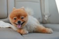 Pomeranian dog cute pet sitting in vehicle car Royalty Free Stock Photo