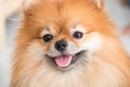 Pomeranian dog cute pets happy in home