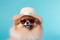 Pomeranian dog dog with summer straw hat and sunglasses on blue studio background