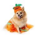 Pomeranian Dog Dressed as Halloween Pumpkin Royalty Free Stock Photo