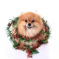 Pomeranian dog dressed christmas