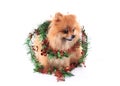 Pomeranian dog dressed christmas