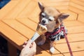 Pomeranian dog eat ice cream