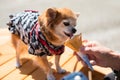 Pomeranian dog eat ice cream Royalty Free Stock Photo