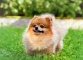 Pomeranian dog in garden , generated by AI Royalty Free Stock Photo