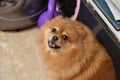 Pomeranian dog in grooming salon. Pet care and health