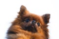 Pomeranian dog head (Zwergspitz) Royalty Free Stock Photo