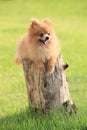 Pomeranian dog lied on tree bark Royalty Free Stock Photo