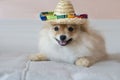 The Pomeranian dog lies on the sofa in a straw hat Royalty Free Stock Photo