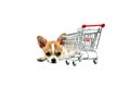 Pomeranian dog next to an empty shopping cart Royalty Free Stock Photo