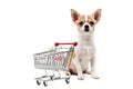 Pomeranian dog next to an empty shopping cart Royalty Free Stock Photo