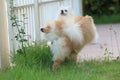 Pomeranian dog peeing on grass