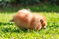 Pomeranian dog peeing on green grass in the garden Royalty Free Stock Photo