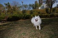 Pomeranian dog playing in Park