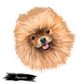 Pomeranian dog portrait isolated on white. Digital art illustration of hand drawn dog for web, t-shirt print and puppy food cover