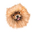 Pomeranian dog portrait isolated on white. Digital art illustration of hand drawn dog for web, t-shirt print and puppy food cover