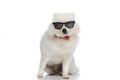 Pomeranian dog posing with his sunglasses on Royalty Free Stock Photo