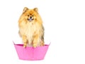 Pomeranian dog prepare to taking a bath standing in pink bathtub Royalty Free Stock Photo