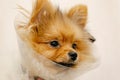 Pomeranian dog in protective Elizabethan collar