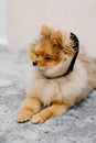 Pomeranian dog in protective Elizabethan collar