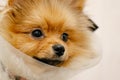 Pomeranian dog in protective Elizabethan collar