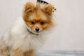 Pomeranian dog in protective Elizabethan collar