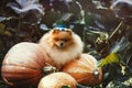 Pomeranian dog with pumpkins in a garden. Pumpkin harvest. Dog with pumpkin. Autumn dog
