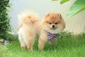 Pomeranian dog puppy cute pet