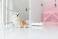 Pomeranian dog puppy cute pet at home. Royalty Free Stock Photo