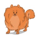 Pomeranian Dog Red