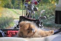 Pomeranian dog resting in the basket of a golf cart.