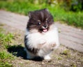 Pomeranian dog is running outside Royalty Free Stock Photo