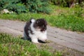 Pomeranian dog is running outside Royalty Free Stock Photo