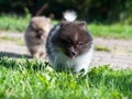 Pomeranian dog is running outside Royalty Free Stock Photo