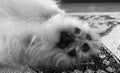 Pomeranian dog`s foot black and white photo