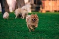 Pomeranian dog separated from the group of other dogs and running on the green grass in the park. Royalty Free Stock Photo