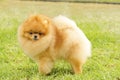 Pomeranian dog