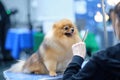 The Pomeranian Pomeranian dog sits and obediently looks at the groomer while combing