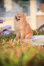 Pomeranian dog sitting in home garden Royalty Free Stock Photo