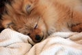 Pomeranian dog sleeping on a fluffed up blanket. Royalty Free Stock Photo