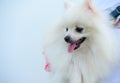 This is a Pomeranian dog. Small dog breeds The eyes are large and slightly bulging, the nose is black and round, and the fur is