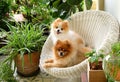 Pomeranian dog smile,animal playing outside smiles