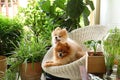 Pomeranian dog smile,animal playing outside smiles